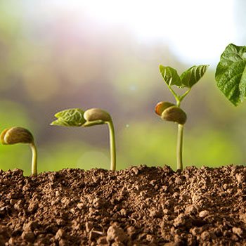 Producción de Semillas y Plantas en Vivero