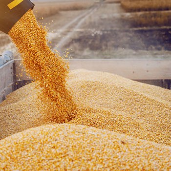 Agricultura Ecológica