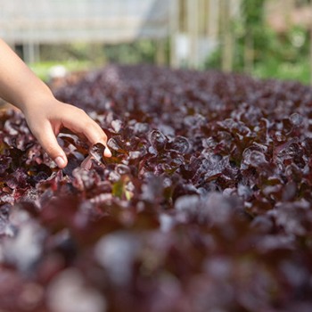 Jefe de Cocina. Especialidad Tapas, Pinchos y Canapés