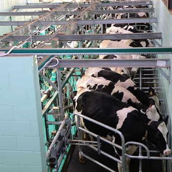 Curso de Manipulador de Alimentos