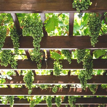 Curso de Sumiller. El Vino y su Servicio