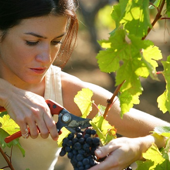 Curso de Sumiller. El Vino y su Servicio