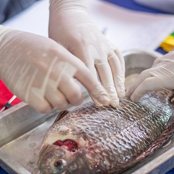 Manipulador de Alimentos de Alto Riesgo. Especialidad en Pescadería