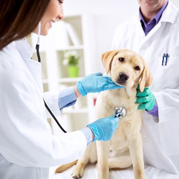 Actualización en Patologías Animales Veterinarias para Titulados Universitarios en Veterinaria
